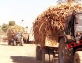 شاهد بالفيديو …وزير التموين … استمرار توريد قصب السكر من المزارعين الي مصانع السكر .